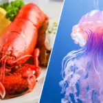 Eat at an All-You-Can-Eat Seafood Buffet and I’ll Tell You Which Fascinating Sea Creature You Are