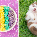 🌈 Eat a Meal of Rainbow Food, Salad and Yogurt and We’ll Tell You Which Puppy You Should Adopt 🐶