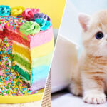 Eat Your Way Through the Rainbow at This 🍰 Desserts-Only Cafe to Find Out If You’re a 🐶 Dog or 🐱 Cat Person