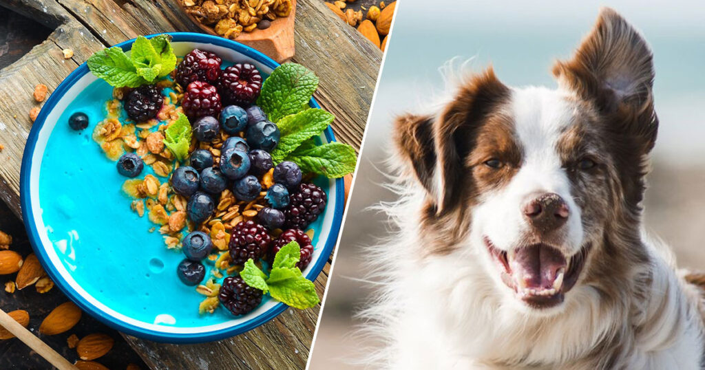 Go on a Colorful Culinary Adventure 🌈 to Determine Exactly Which Unique Dog Breed 🐕 You’d Be