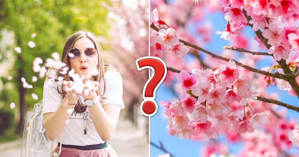 Spring Is in the Air! 🌸 Can You Pass This Seasonal Quiz With Flying Colors?